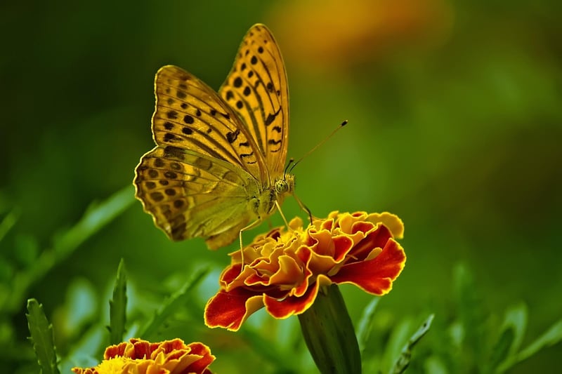 Outdoor Gardens